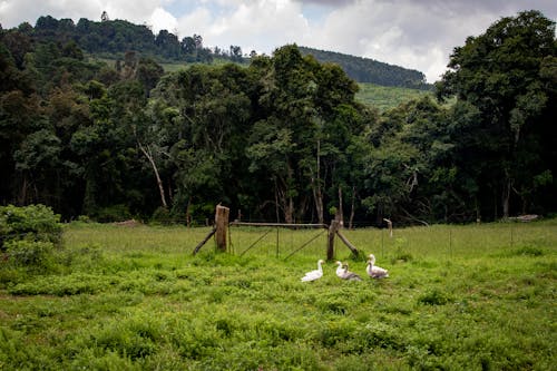 丘陵, 围栏, 家禽 的 免费素材图片