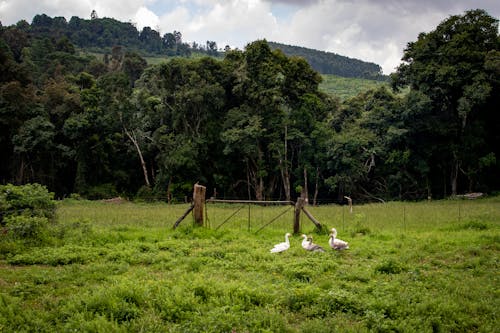 Immagine gratuita di agricoltura, alberi, anatre