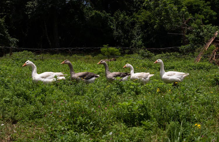 Gaggle Of Geese Walking On Green Field