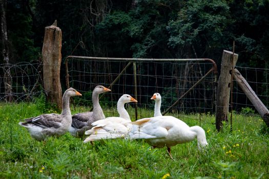 Free stock photo of animal, animals, bird
