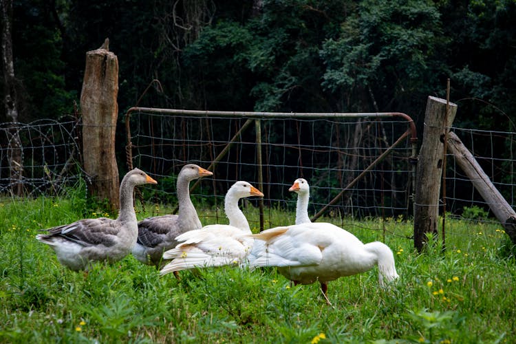 Gaggle Of Geese Near Metal Fence