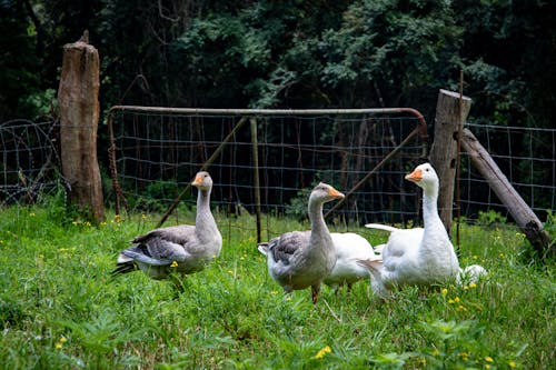 Geese Walking Near a Wire Fence