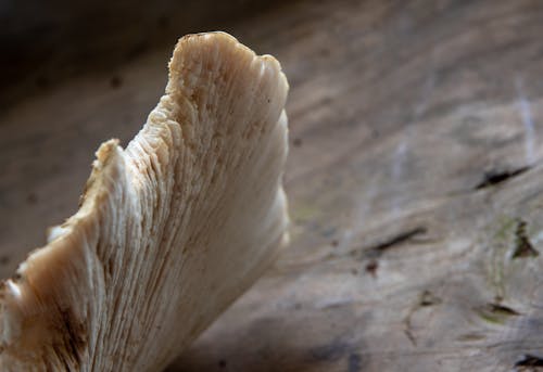 Foto stok gratis fungi, merapatkan, permukaan kayu