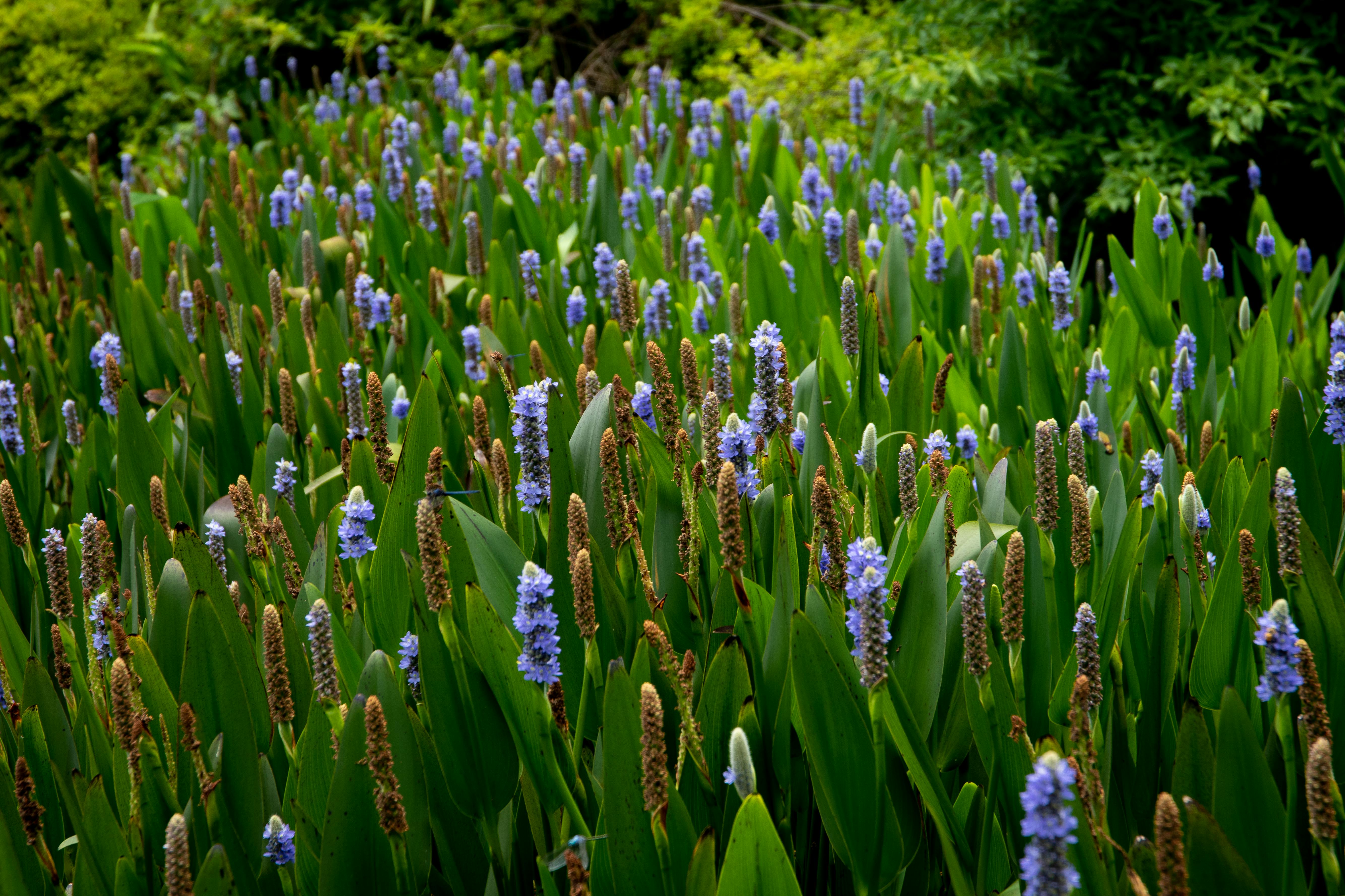 Aquatic Plants with Purple Flowers · Free Stock Photo