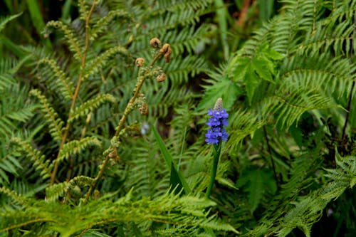 Fotos de stock gratuitas de de cerca, enfoque selectivo, flores