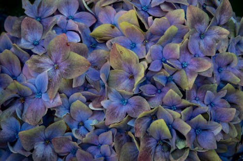微妙, 特寫, 紫色的花朵 的 免費圖庫相片
