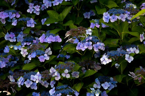 Close Up Photo of Beautiful Small Purple Flowers
