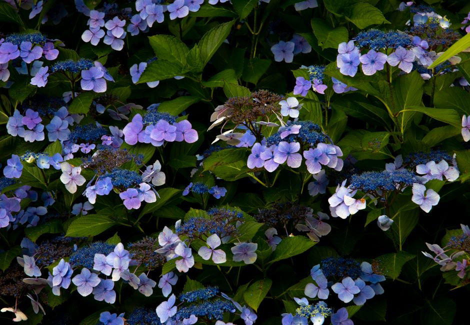 Signature Plantings