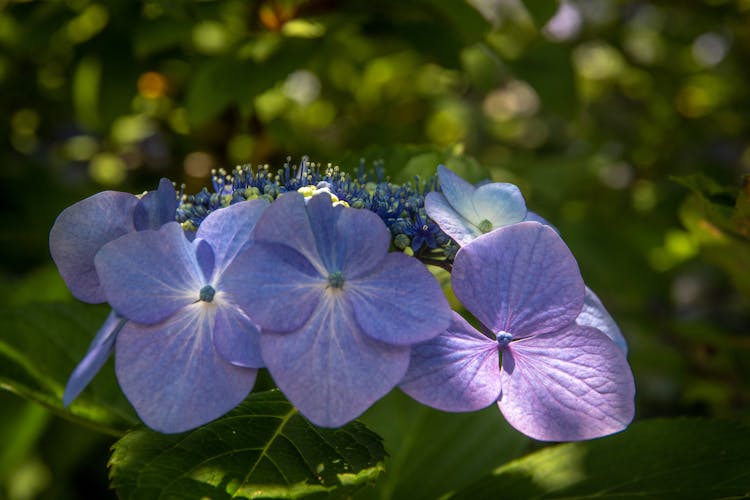 Close Up Shot Of A French Hydrangea