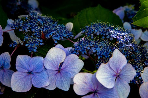 Základová fotografie zdarma na téma detail, fialové květiny, flóra