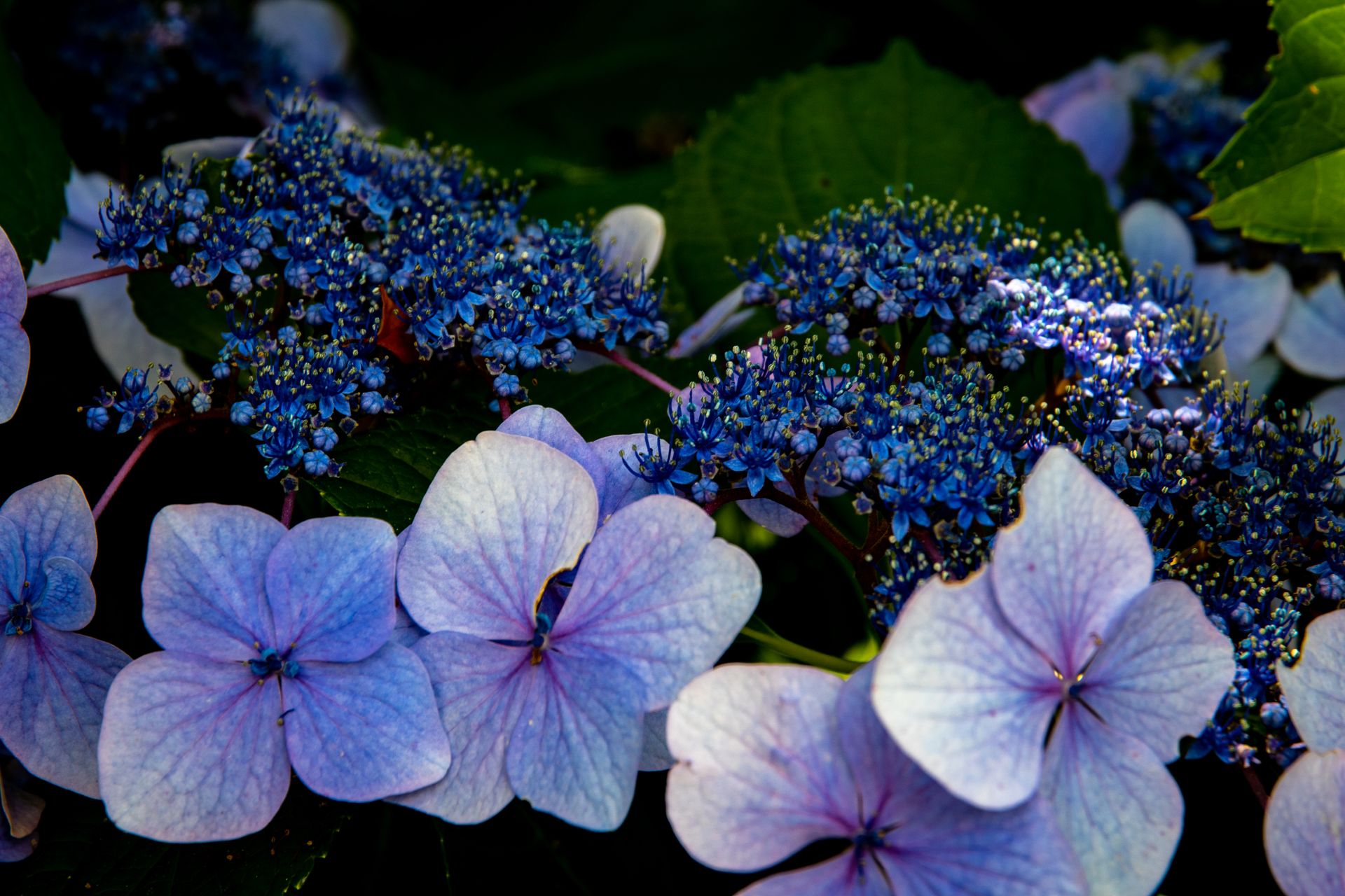 Vivid blue and purple French hydrangeas in a lush garden setting with green leaves.