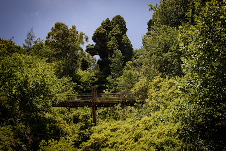 Wooden Footbridge In The Forest