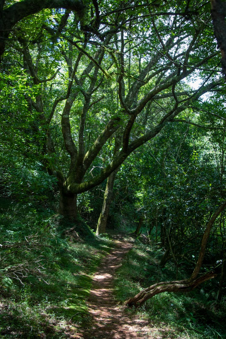 A Path In The Woods 