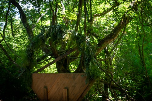 Безкоштовне стокове фото на тему «глибокий, дерева, зелений»