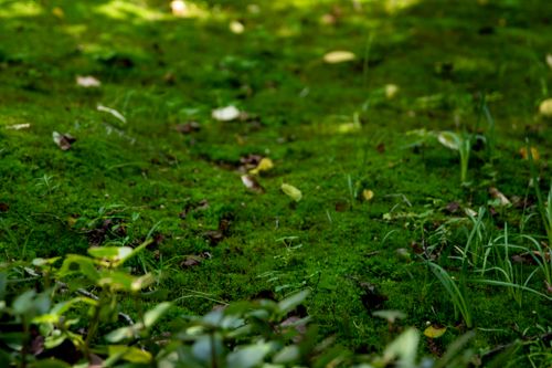 Free Vibrant green moss and grass covering a forest floor, creating a serene natural landscape. Stock Photo