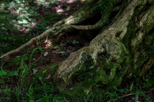 Free Close-up of moss-covered tree roots in a lush forest setting, showcasing natural textures. Stock Photo