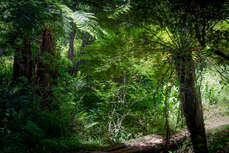 A Wooden Log Bridge In A Forest With Green Trees