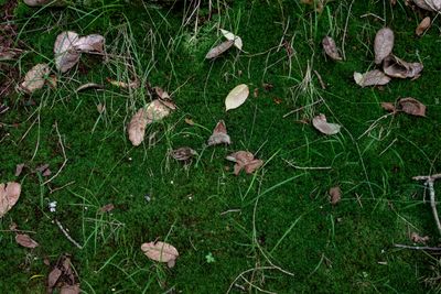 Close-up of green moss and fallen leaves — photo by Magda Ehlers on Pexels