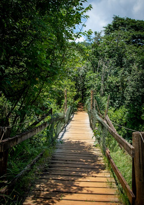 Kostenloses Stock Foto zu grüne bäume, holz, holzbrücke