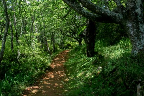 Free Scenic forest trail surrounded by lush green trees and foliage, perfect for nature walks. Stock Photo