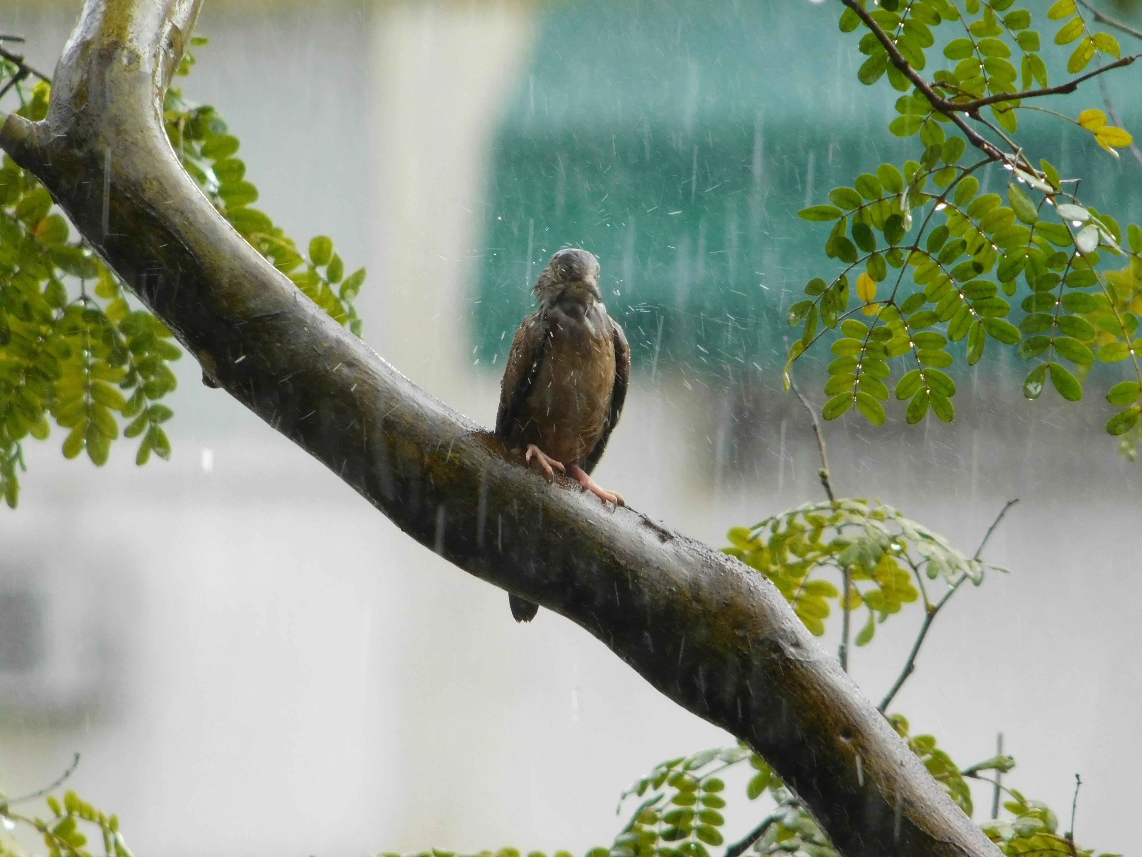 Bird In Rain Photos, Download The BEST Free Bird In Rain Stock Photos & HD  Images