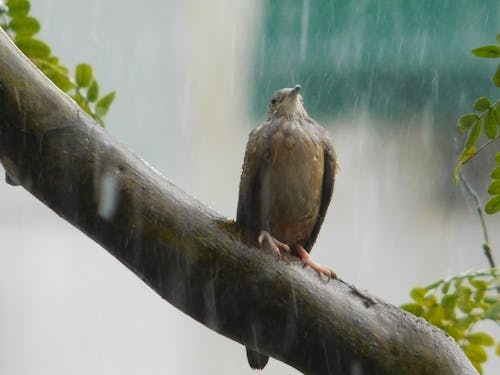 Bird in Tropical Rain