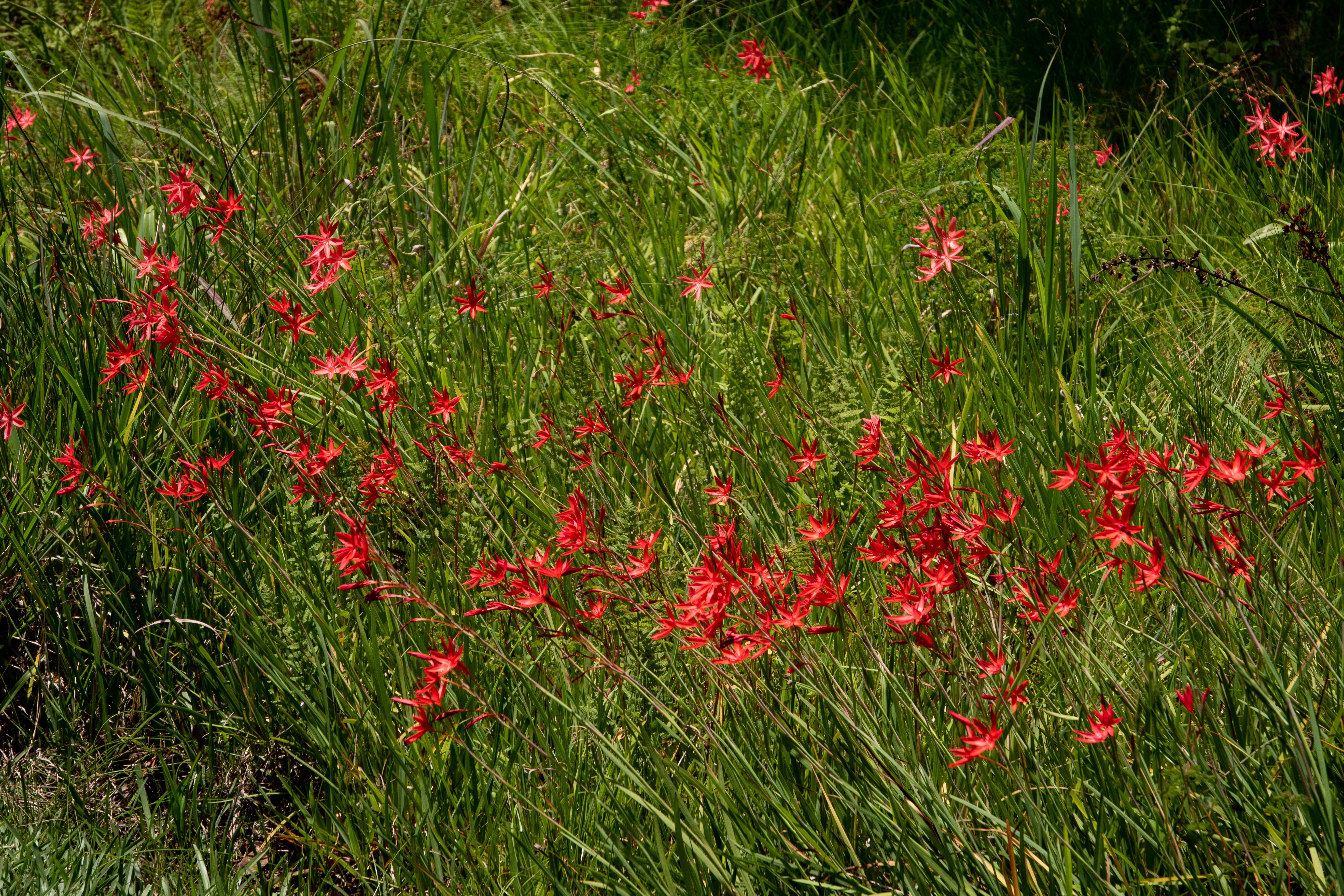 Bright red flowers bloom amidst lush green grass in a sunny spring meadow.