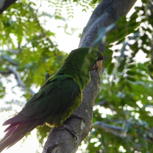 Foto profissional grátis de árvores verdes, maritaca, papagaio