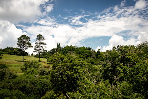 Kostenloses Stock Foto zu blauer himmel, feld, grüne bäume