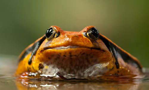 Orange and Black Frog