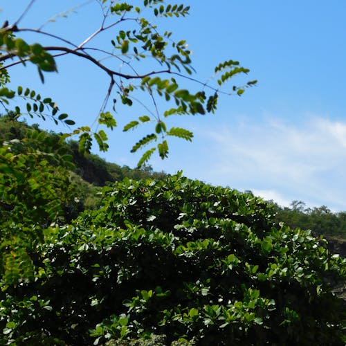 Foto profissional grátis de árvores verdes, azul-celeste, beleza da natureza