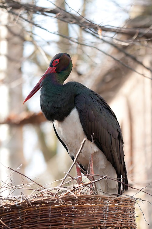 Black White and Red Long Beaked Bird on Brown Nest