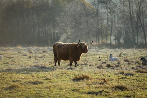 Braune Kuh Auf Grünem Grasfeld