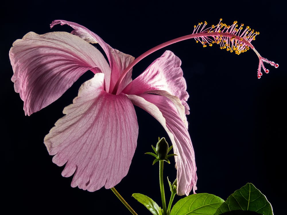 무료 핑크 히비스커스 꽃 스톡 사진