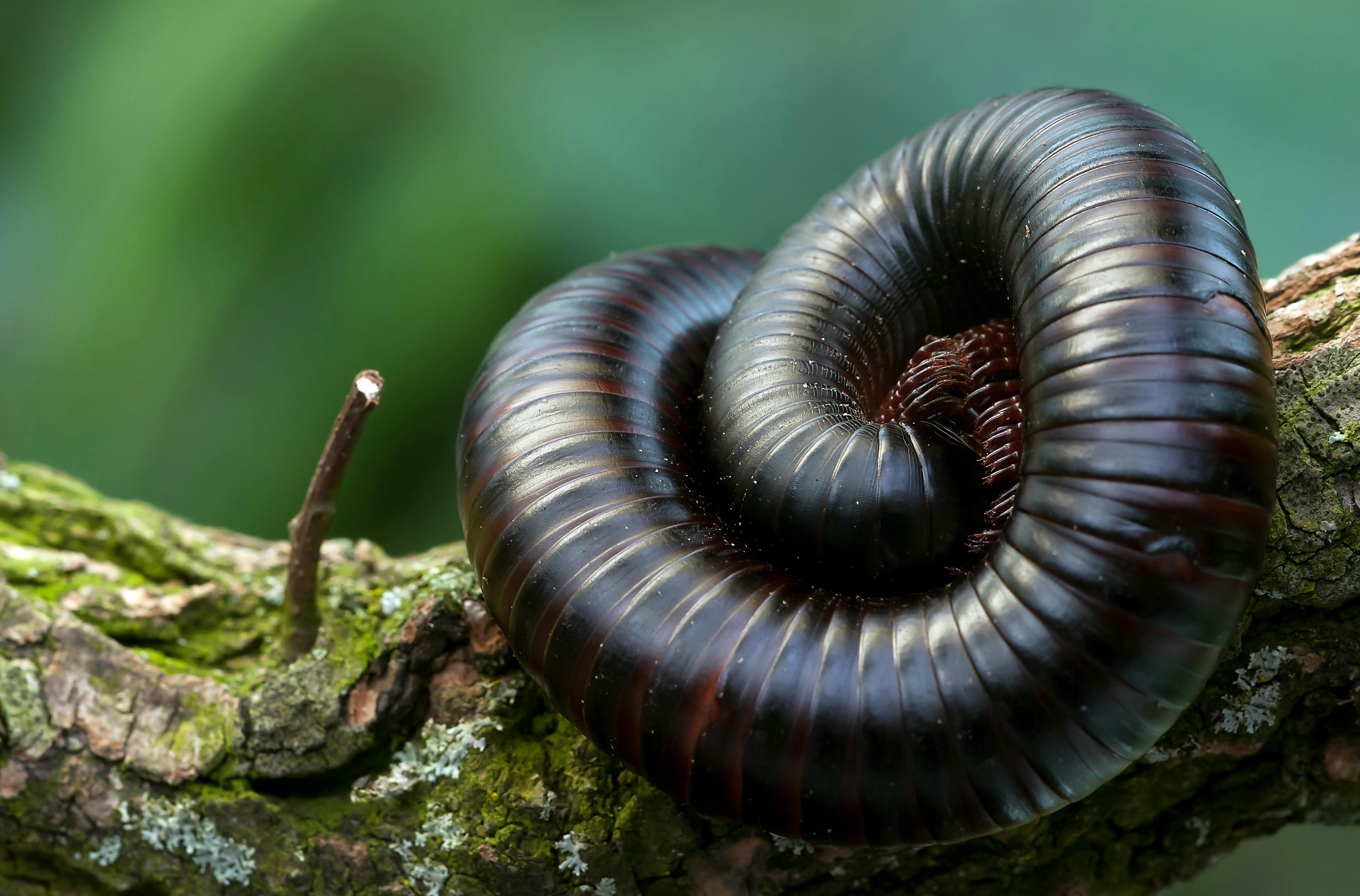 Giant millipede in a terrarium