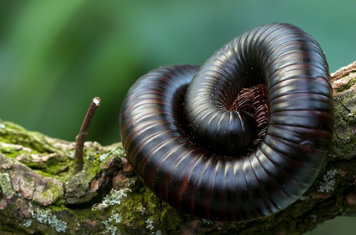 Black and Brown Millipede on a Green and Brown Branch