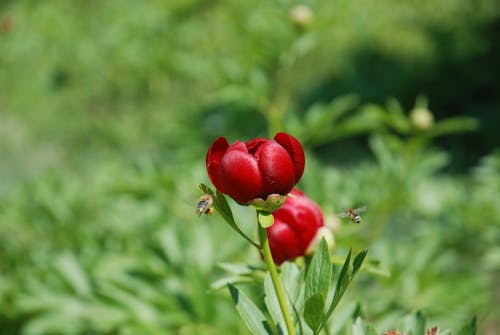 ミツバチが近くを飛んでいる赤い花びらの花の焦点を絞った写真