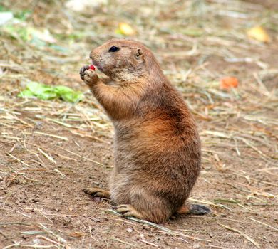 A prairie dog stands upright eating a berry in its natural outdoors environment.
