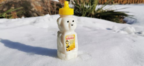 Free stock photo of honey, polerbear, snow