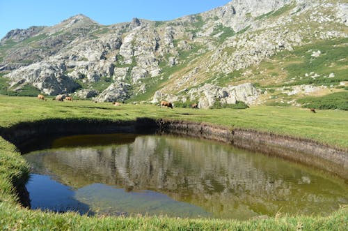 Cows Grazing beside Pond in Mountains