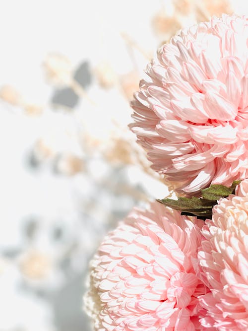 Free Close Up Photo of Pink Flowers  Stock Photo