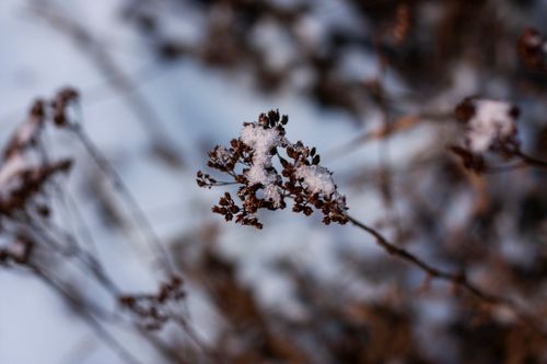 Free Detailed view of snow-covered dry branches emphasizing winter texture and nature's beauty. Stock Photo