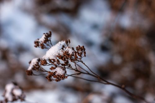 Free Close-up of a frost-covered dry plant on a snowy winter day, showcasing the beauty of nature. Stock Photo