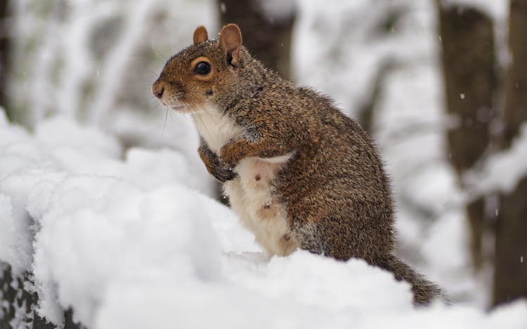 Brown Squirrel On Snow Covered Ground