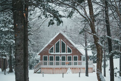 Exterior of contemporary residential cottage placed among snowy trees in forest in countryside in winter time in daylight