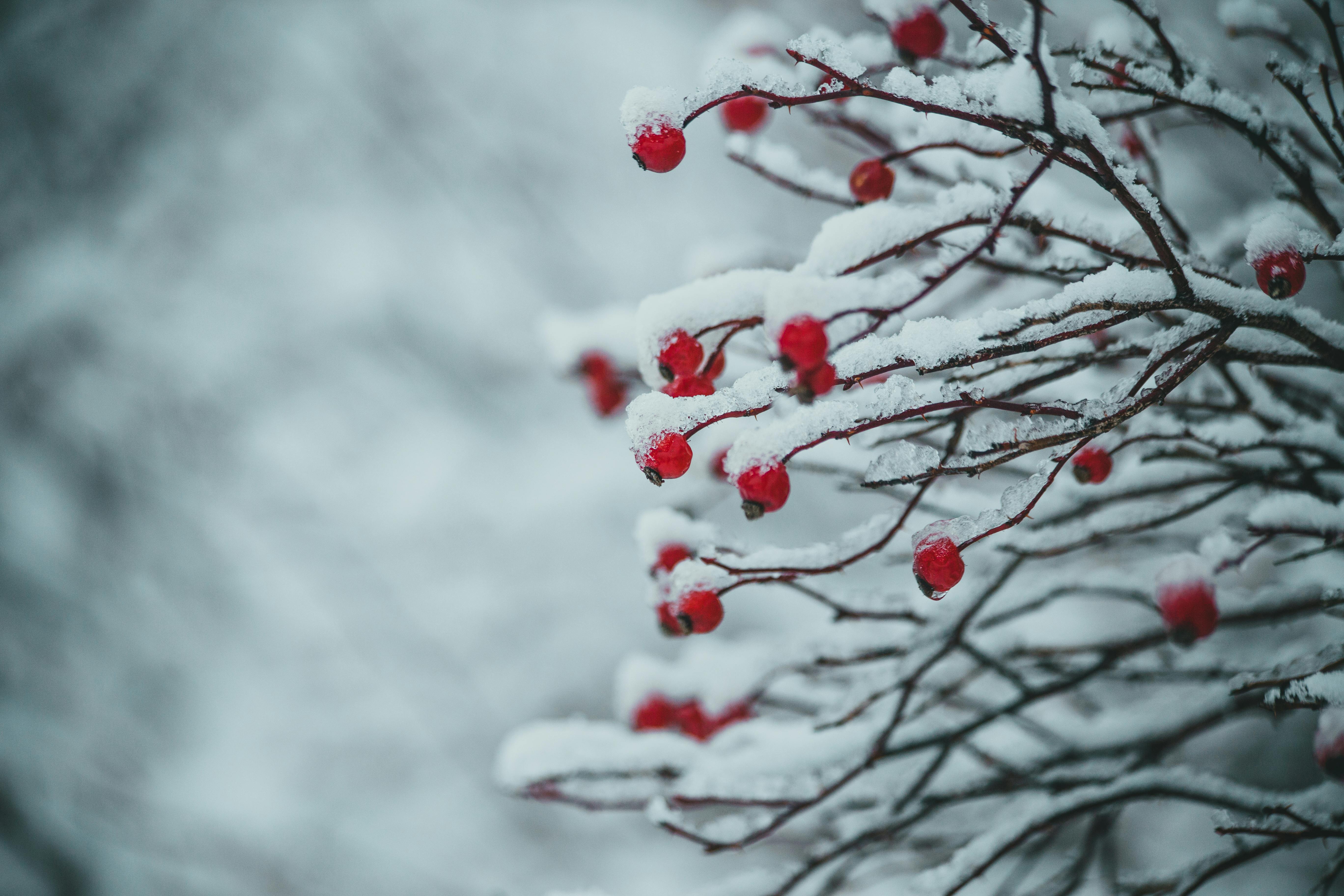 Red berries on branch of tree covered with snow · Free Stock Photo
