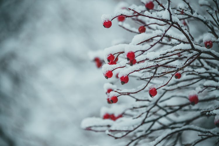 Red Berries On Branch Of Tree Covered With Snow