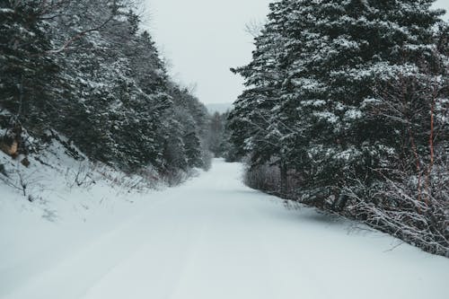 Snowy road among trees in winter time