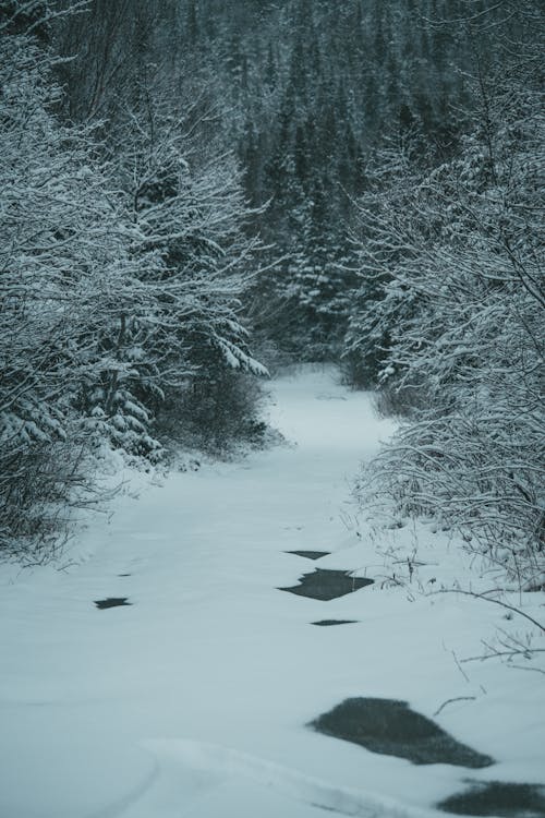 Picturesque landscape of snow covered half frozen creek flowing under ice among trees in forest in winter time in daylight
