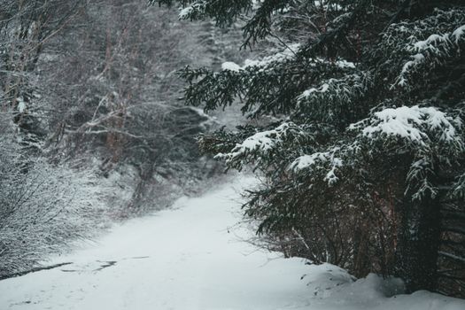 Picturesque scenery of empty snowy path going among trees in winter forest in daylight